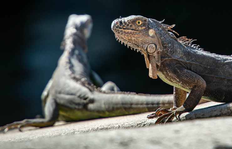 L'iguana curiosa (Foto Pixabay)