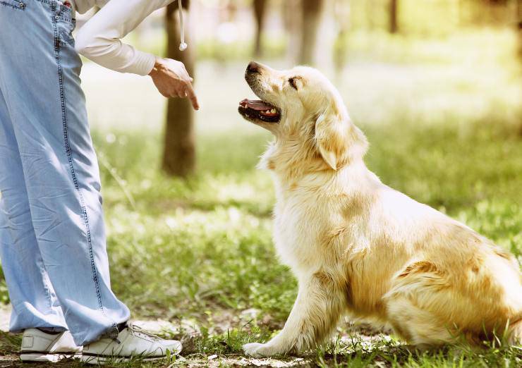 il cane ascolta