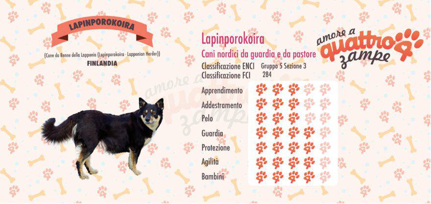 Lapinporokoira scheda razza