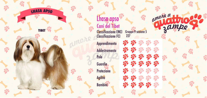 Lhasa apso scheda razza