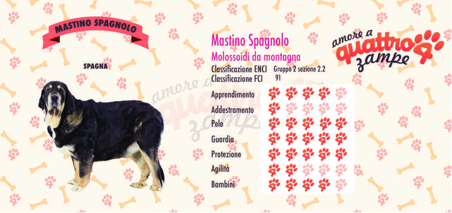 Mastino Spagnolo scheda razza