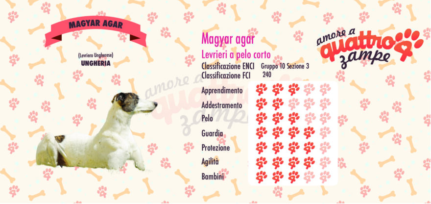 Magyar agar scheda razza