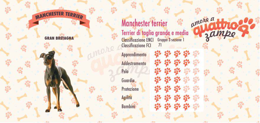 Manchester terrier scheda razza