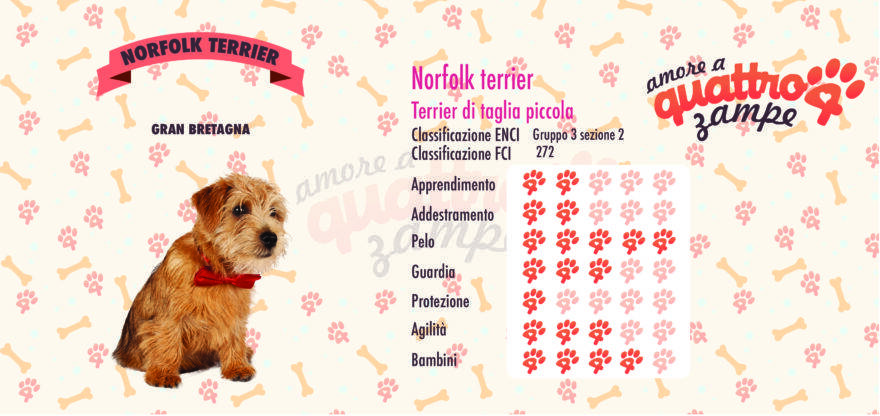 Norfolk terrier scheda razza