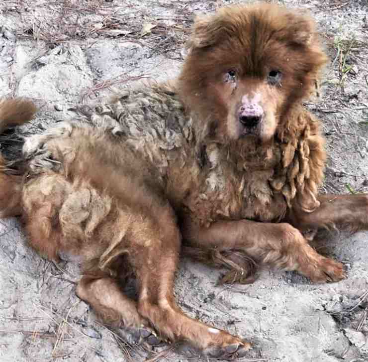 cane investito chiede aiuto