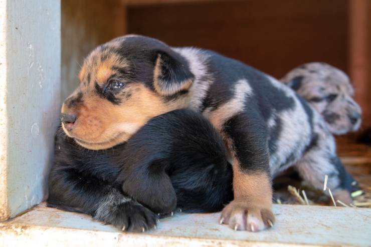 rifiuta allattare cuccioli mamma