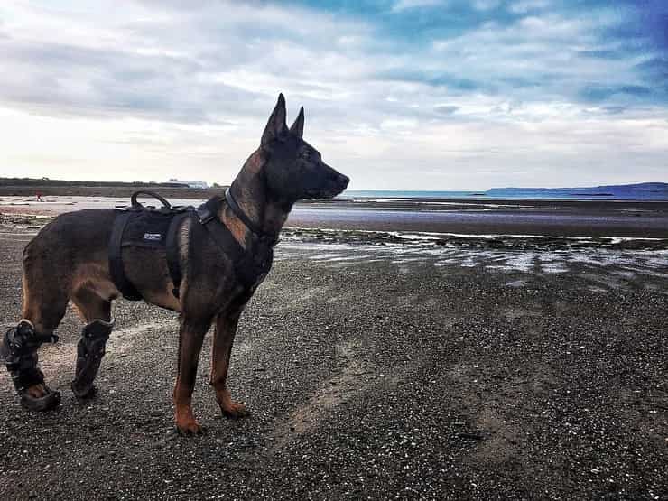 Kuno il cane che riceverà la medaglia al valore