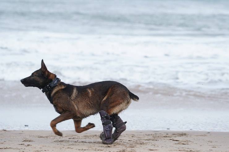 Kuno il cane che riceverà la medaglia al valore