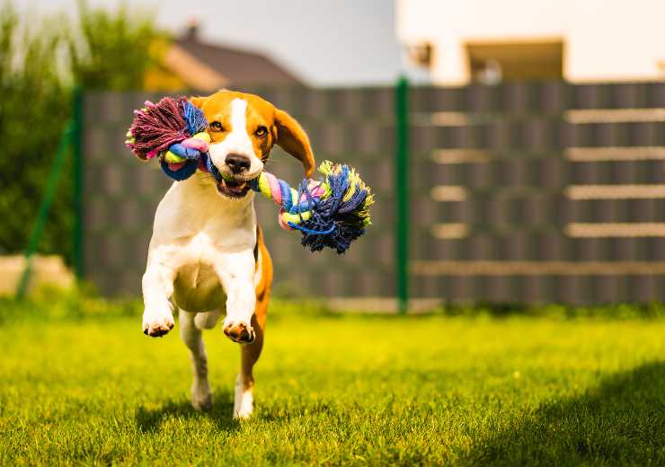 l importanza del gioco per il cane