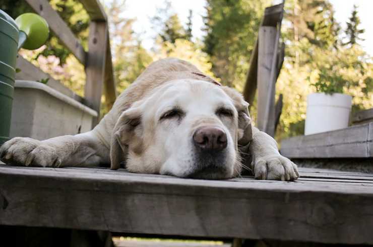 labrador