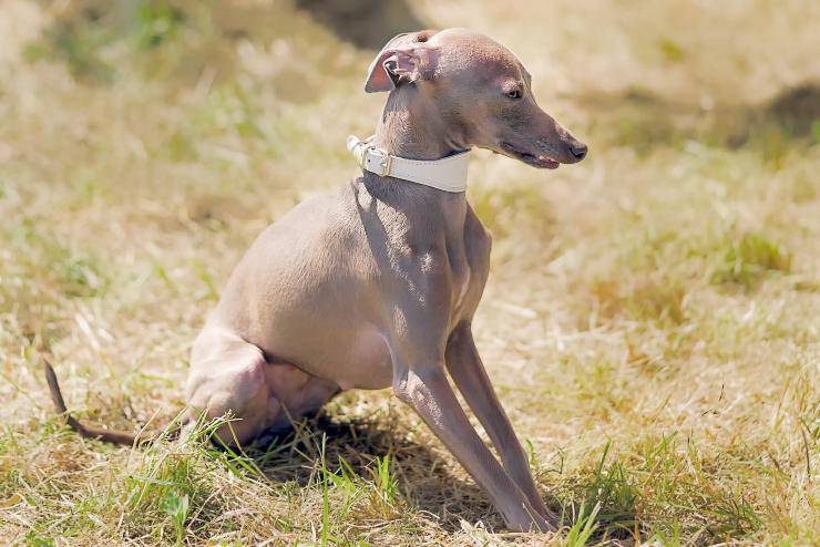 levriero polacco cucciolo