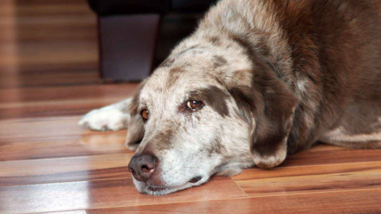 Macchie Nere Sulla Pelle Del Cane 5 I Motivi Principali