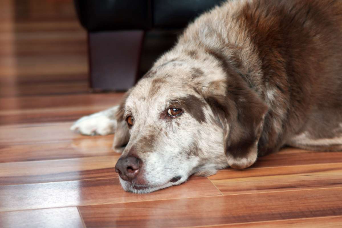 Macchie Nere Sulla Pelle Del Cane 5 I Motivi Principali