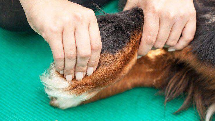 massages pour le chien