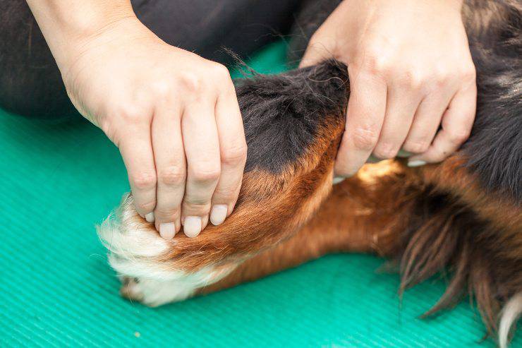 massaggi per il cane