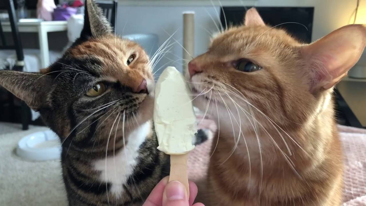 gatti mangiano ghiaccioli
