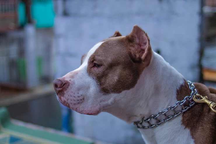 Un pitbull attento (Foto Pixabay)