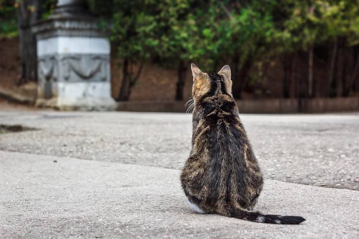 perché il gatto dà le spalle