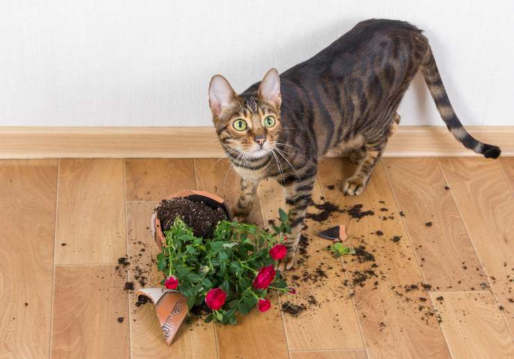 Perché il gatto rompe le piante e come evitarlo