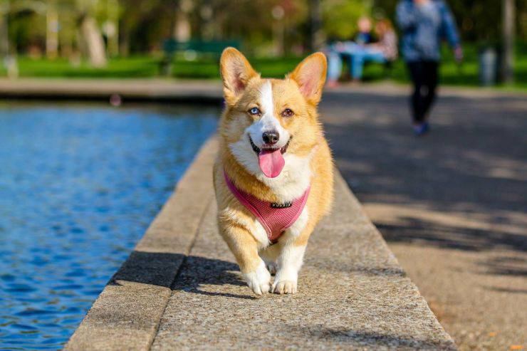 Come gestire il cane capriccioso in vacanza