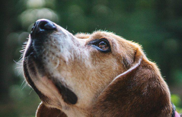 L'organo di Jacobson nel cane (Foto Pexels)