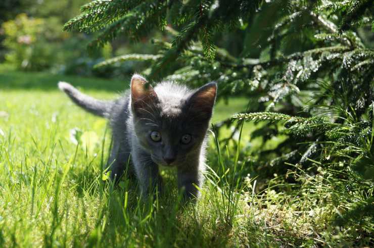 Salvaguardare il gatto dai pericoli estivi