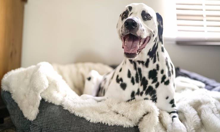 cane giocoso nella sua cuccia