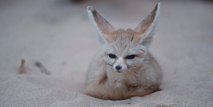 la volpe fennec