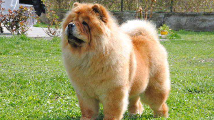 Razze di cani cinesi: il Chow Chow