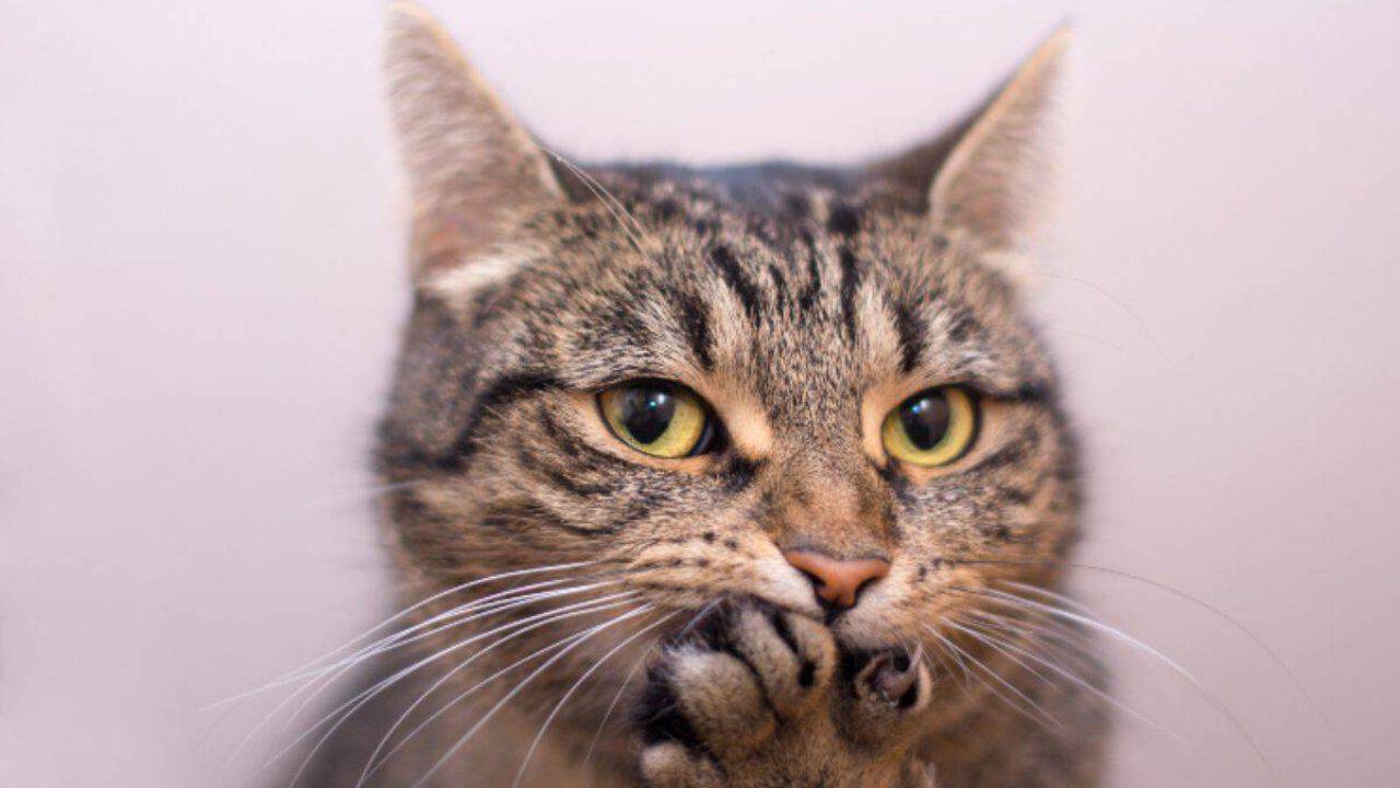 Razze Di Gatto Che Miagolano Poco O Niente E Altre Peculiarita