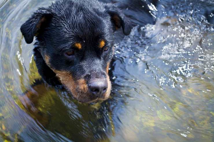 Cane tratto in salvo da morte certa: annaspava in mare aperto