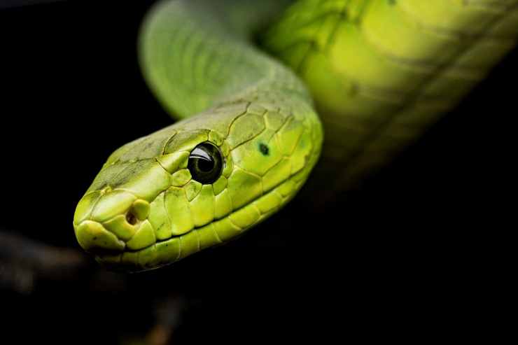 Serpente in primo piano (Foto Pixabay)