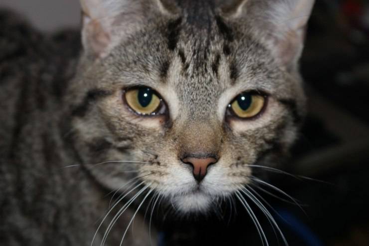 gatto soriano grigio tabby