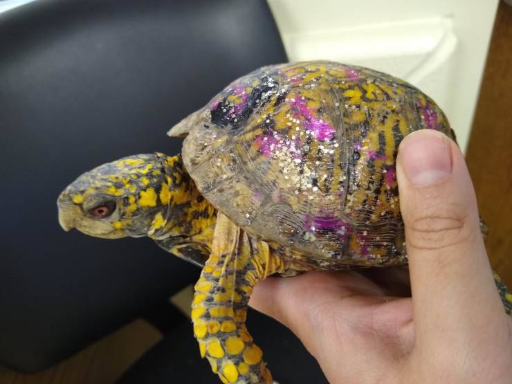 tartaruga guscio colorato