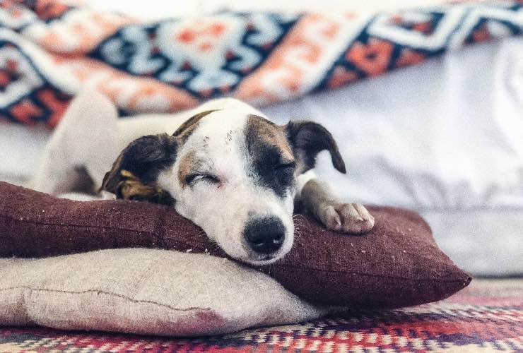 cane che riposa nella cuccia