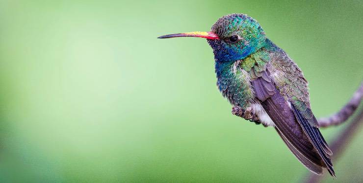 Un colibrì