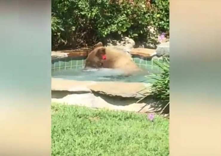 L'orso immerso nell'acqua (Foto video)