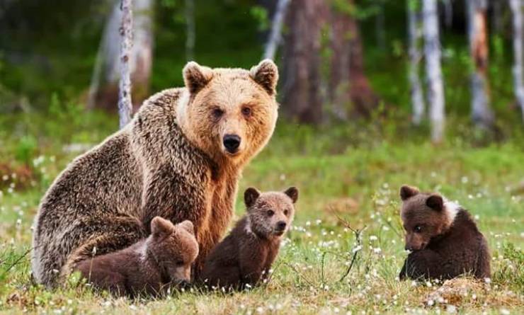 orso trappole enpa