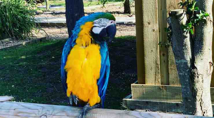 Un pappagallo nello zoo (Foto Facebook)