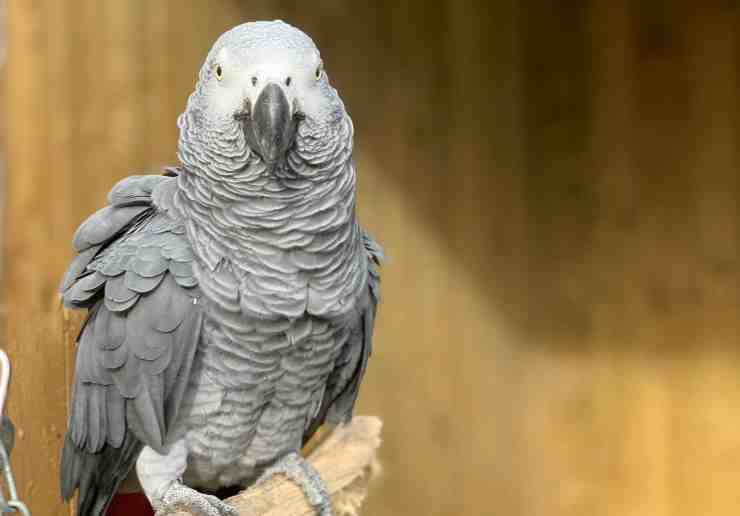 Un pappagallo in posa (Foto Facebook)