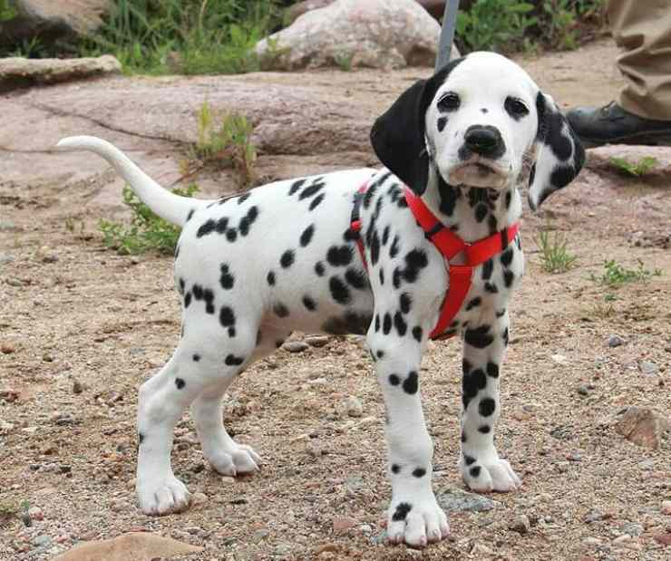 cucciolo di dalmata