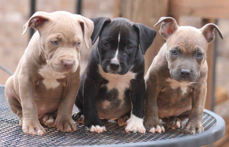 cuccioli pitbull