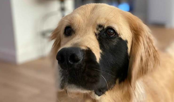 Il cane pensieroso (foto Instagram)