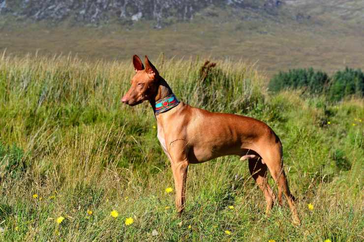 Cane dei faraoni