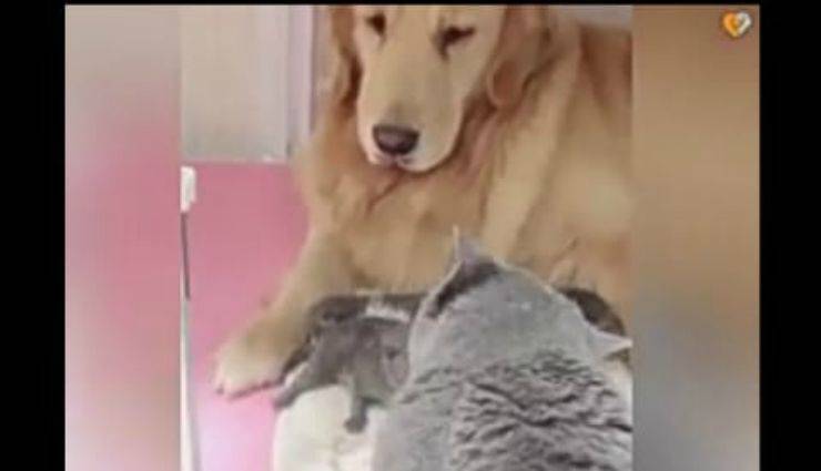 il cane e i gatti (Foto video)