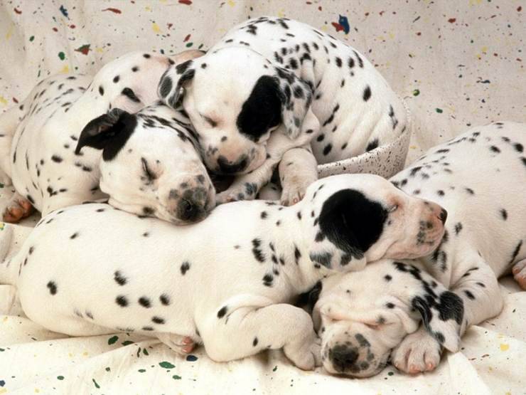 cuccioli di dalmata