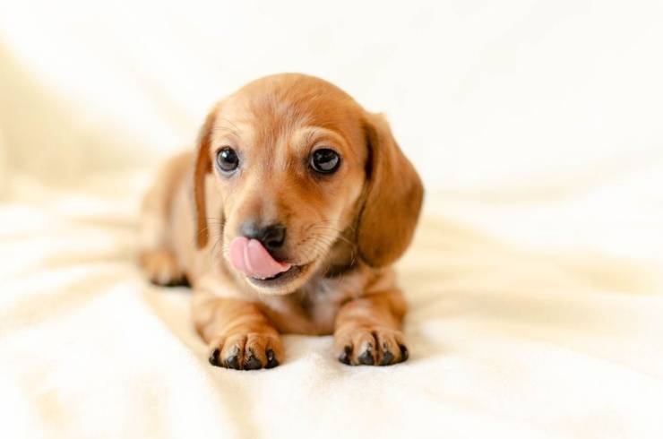 cucciolo di cane bassotto