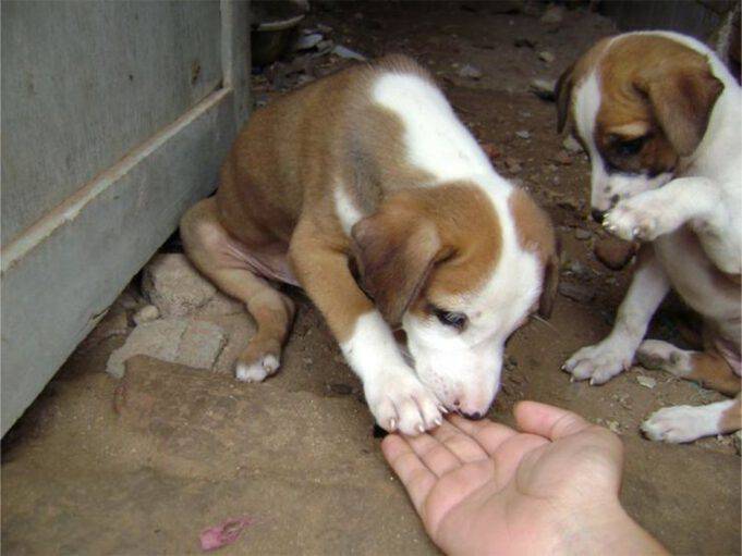 Cane Che Zoppica Solo Quando Si Alza