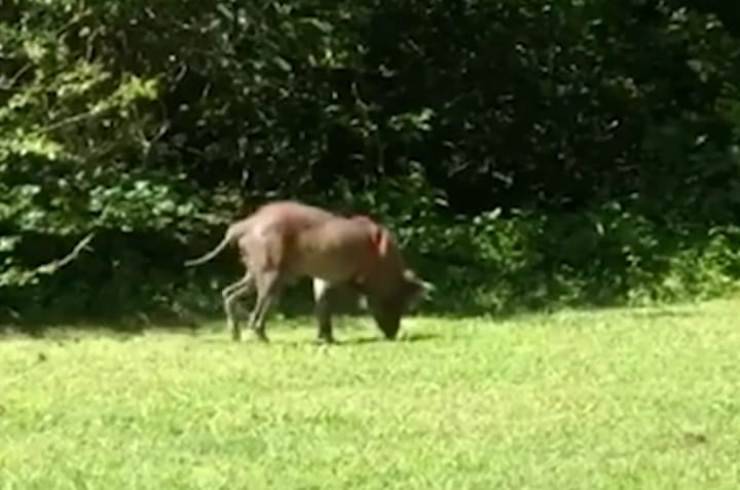 Il giardino della felicità (Foto video)