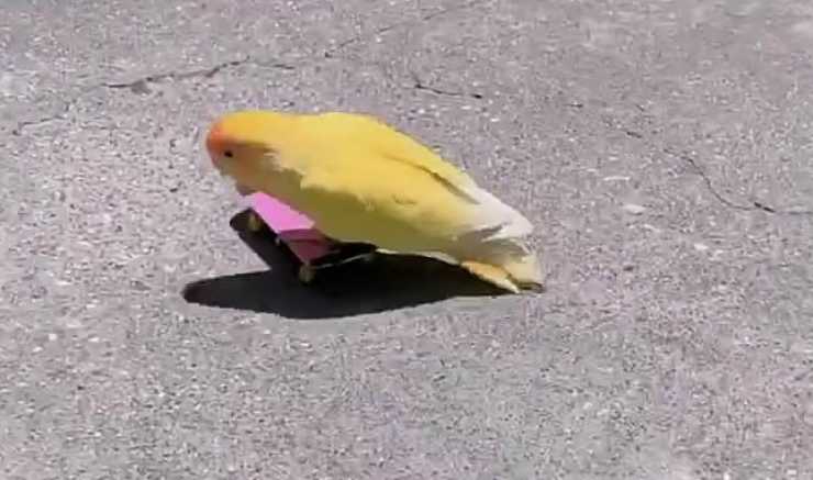 Uccellino in velocità (Foto video Instagram)